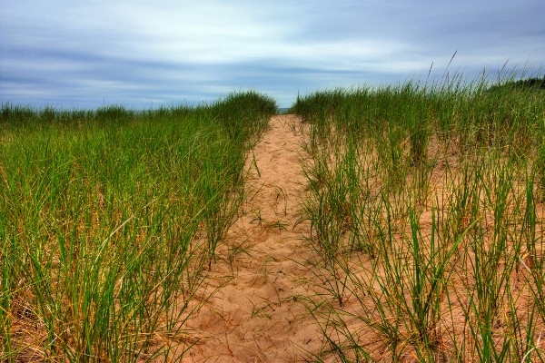 Sentier au travers les herbes