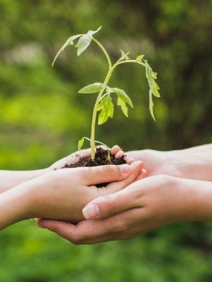 Mains soutiennent terre et pousse d'arbre